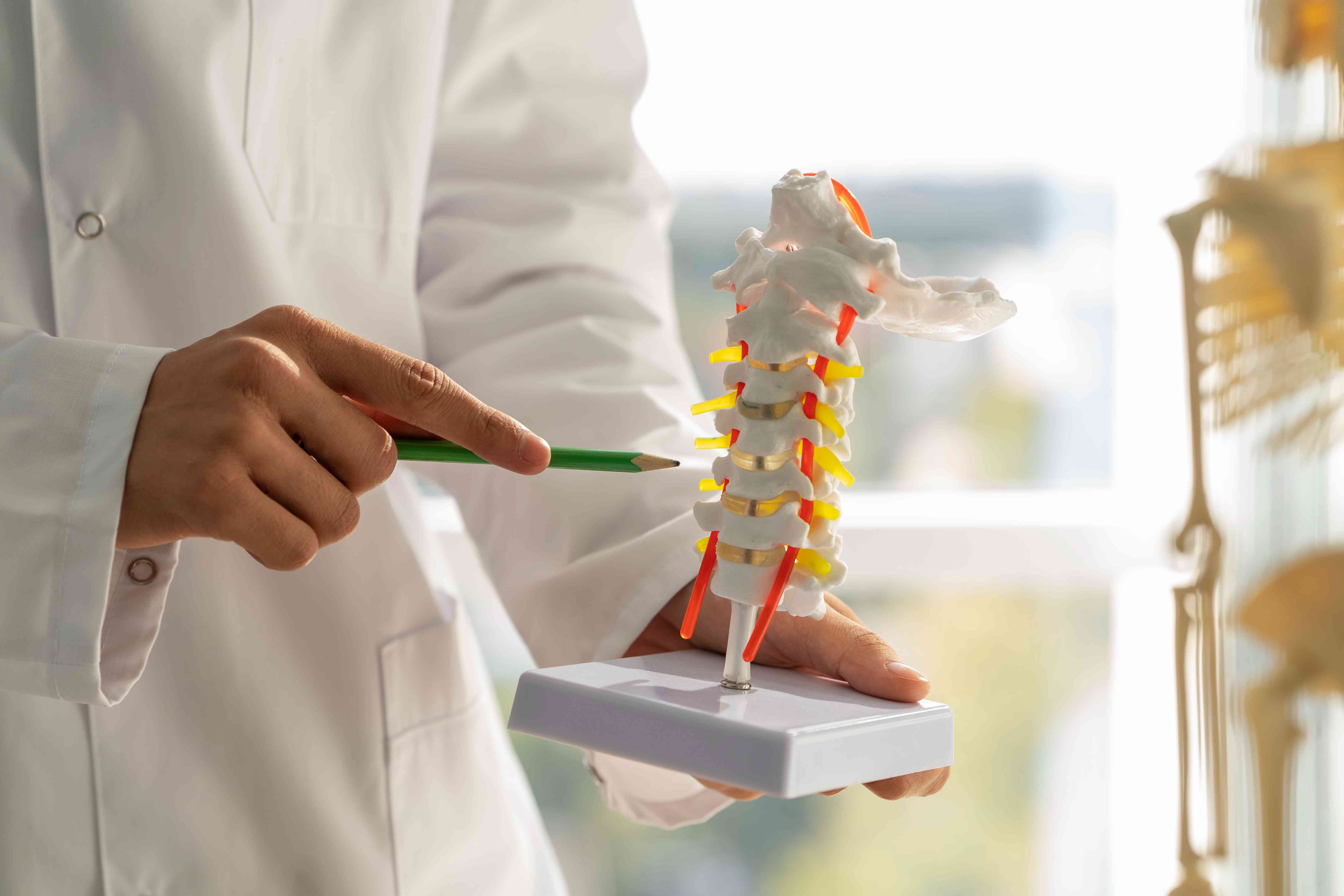 Medical professional holding a spine model and pointing to a section with a pencil, used for patient education or diagnosis explanation.
